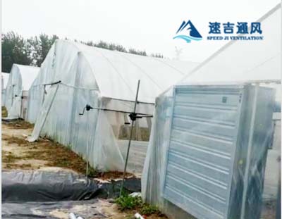 徐州蔬菜大棚種植專用鍍鋅板負(fù)壓風(fēng)機通風(fēng)降溫工程